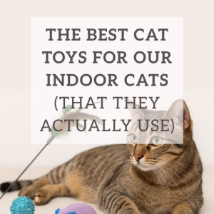 The Best Cat Toys for Our Indoor Cats (That They Actually Use)