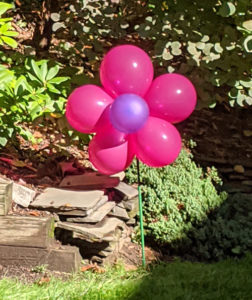 balloon flower