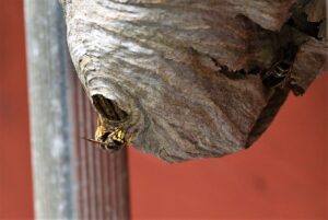 wasp sting